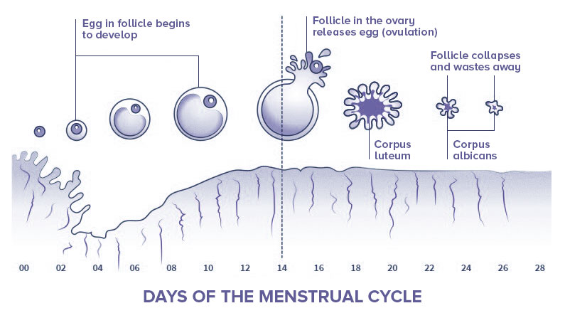 Endometrial Cycle
