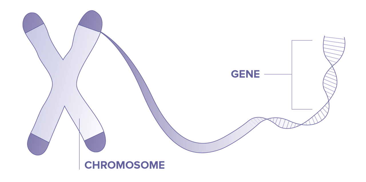 Gene and Chromosome