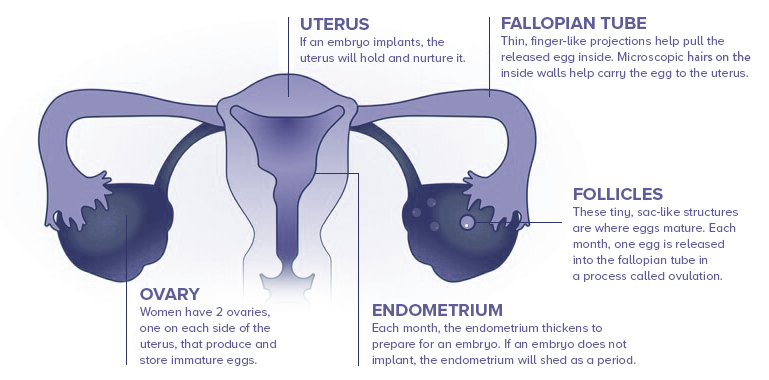 Fertility Cycle Graphic