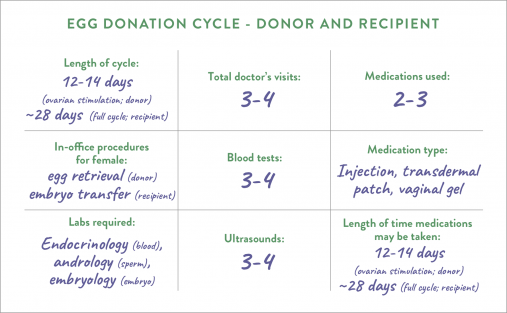 Donor egg cycle by the numbers